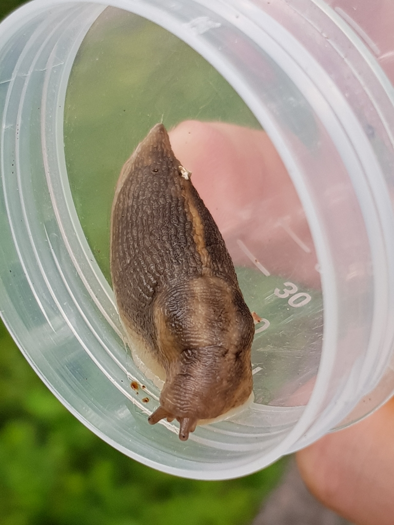 montane slug