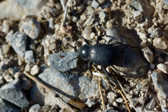 Cryptoglossa infausta
