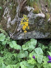 Ligularia subsagittata