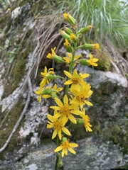 Ligularia subsagittata