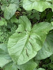 Ligularia subsagittata