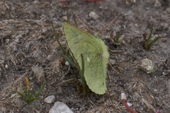 Colias behrii