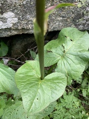 Ligularia subsagittata