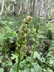 Ligularia subsagittata