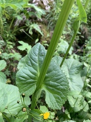 Ligularia subsagittata