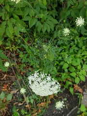 Daucus carota