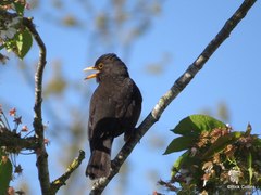 Turdus merula