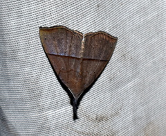 Hypena iconicalis