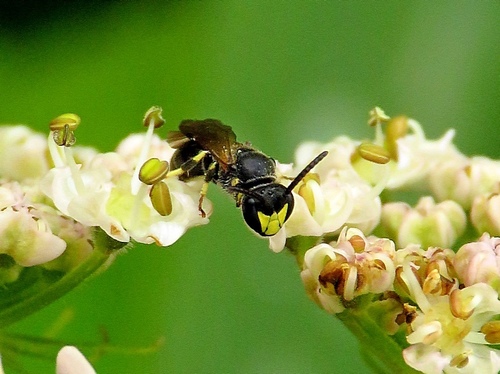 Reed Yellow-face Bee