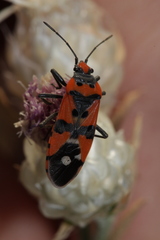 Lygaeus simulans