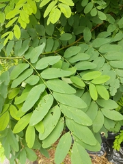 Robinia pseudoacacia