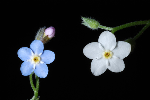Miškinė neužmirštuolė nuotrauka