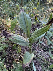 Veratrum nigrum