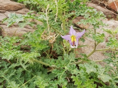 Solanum citrullifolium