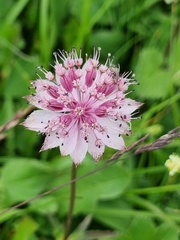 Astrantia trifida