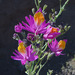 Schizanthus grahamii - Photo (c) Dick Culbert from Gibsons, B.C., Canada, osa oikeuksista pidätetään (CC BY)