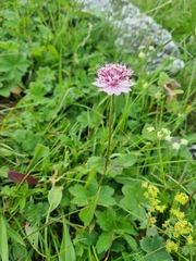 Astrantia trifida