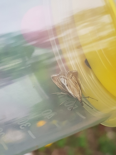 Crambus du Simplon