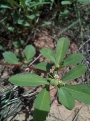 Euphorbia exstipulata