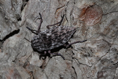 Dicerca moesta