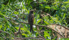 Emberiza schoeniclus