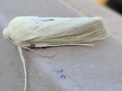 Copablepharon viridisparsa