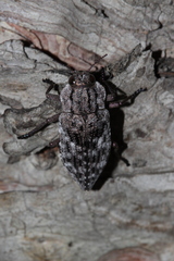 Dicerca moesta