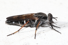 Ozodiceromyia nigrimana