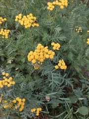 Tanacetum vulgare