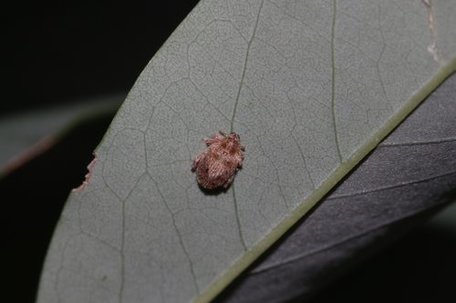 skákač dubový (Orchestes quercus)