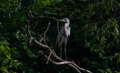 Ardea cinerea