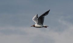 Chroicocephalus ridibundus