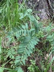 Hedysarum caucasicum