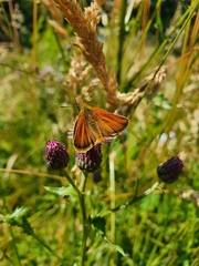 Thymelicus sylvestris