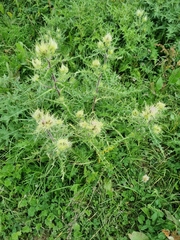 Cirsium obvallatum