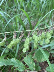 Hedysarum caucasicum