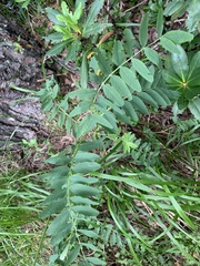 Hedysarum caucasicum