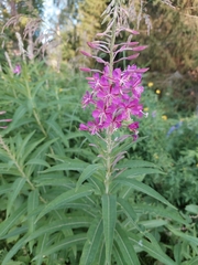 Chamaenerion angustifolium