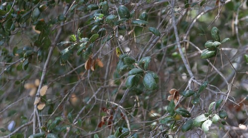 photo of Coast Live Oak (Quercus agrifolia)