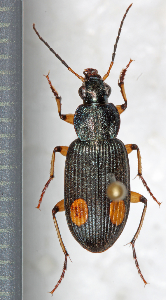 Chlaenius perspicillaris