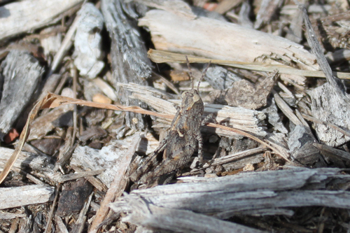 Southwestern Dusky Grasshopper photo 5