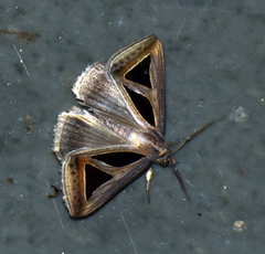 Trigonodes disjuncta