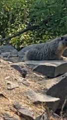 Marmota flaviventris