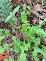 Euphorbia ixtlana