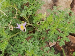 Solanum citrullifolium