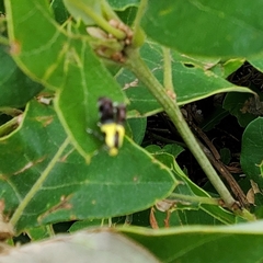 Rectiostoma xanthobasis