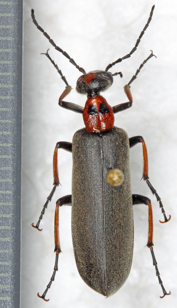 Lydomorphus bisignatus