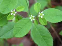 Euphorbia ixtlana