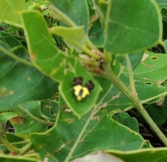 Rectiostoma xanthobasis