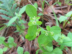 Euphorbia ixtlana